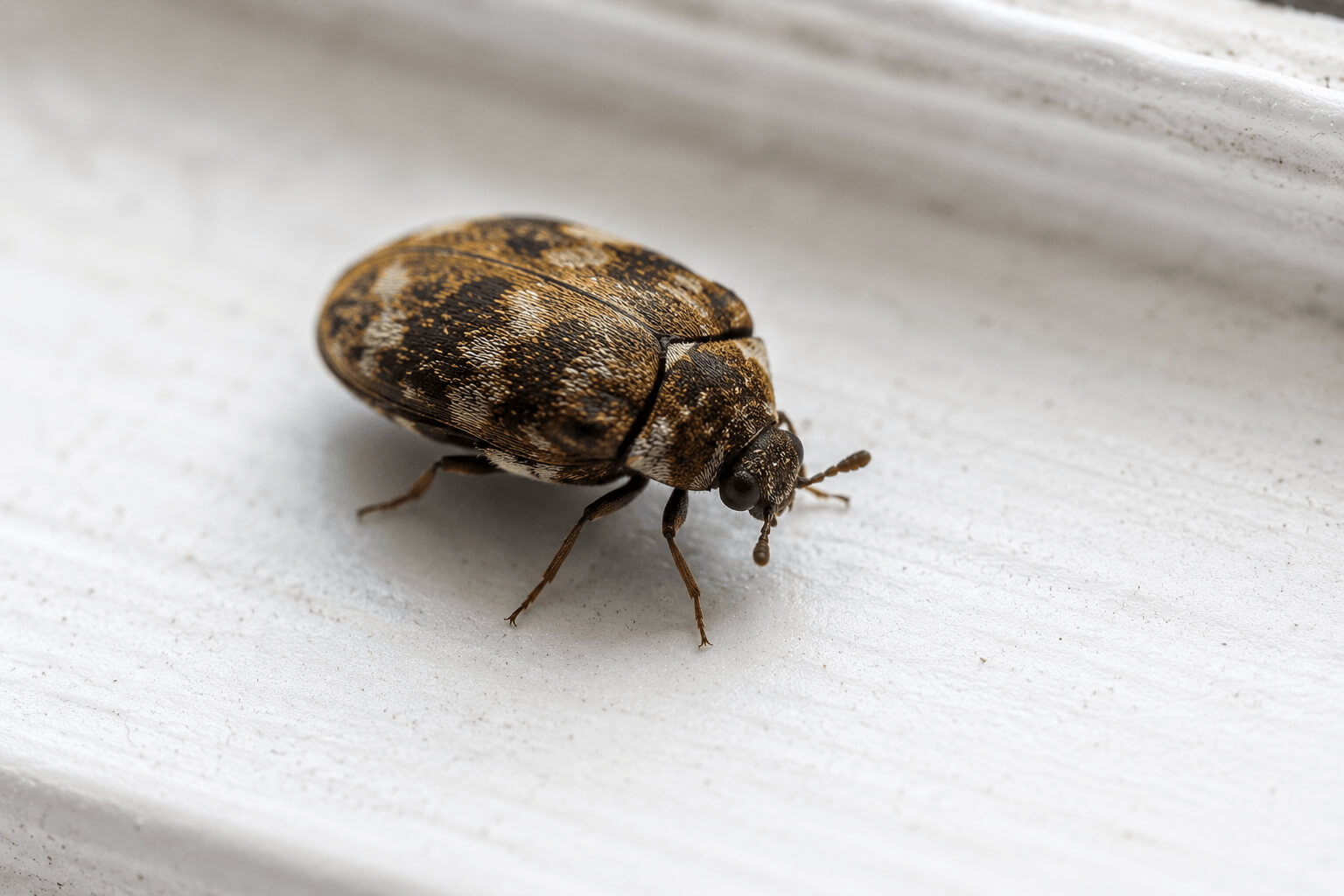 Bugs & Insects